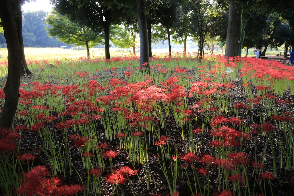公園の曼珠沙華