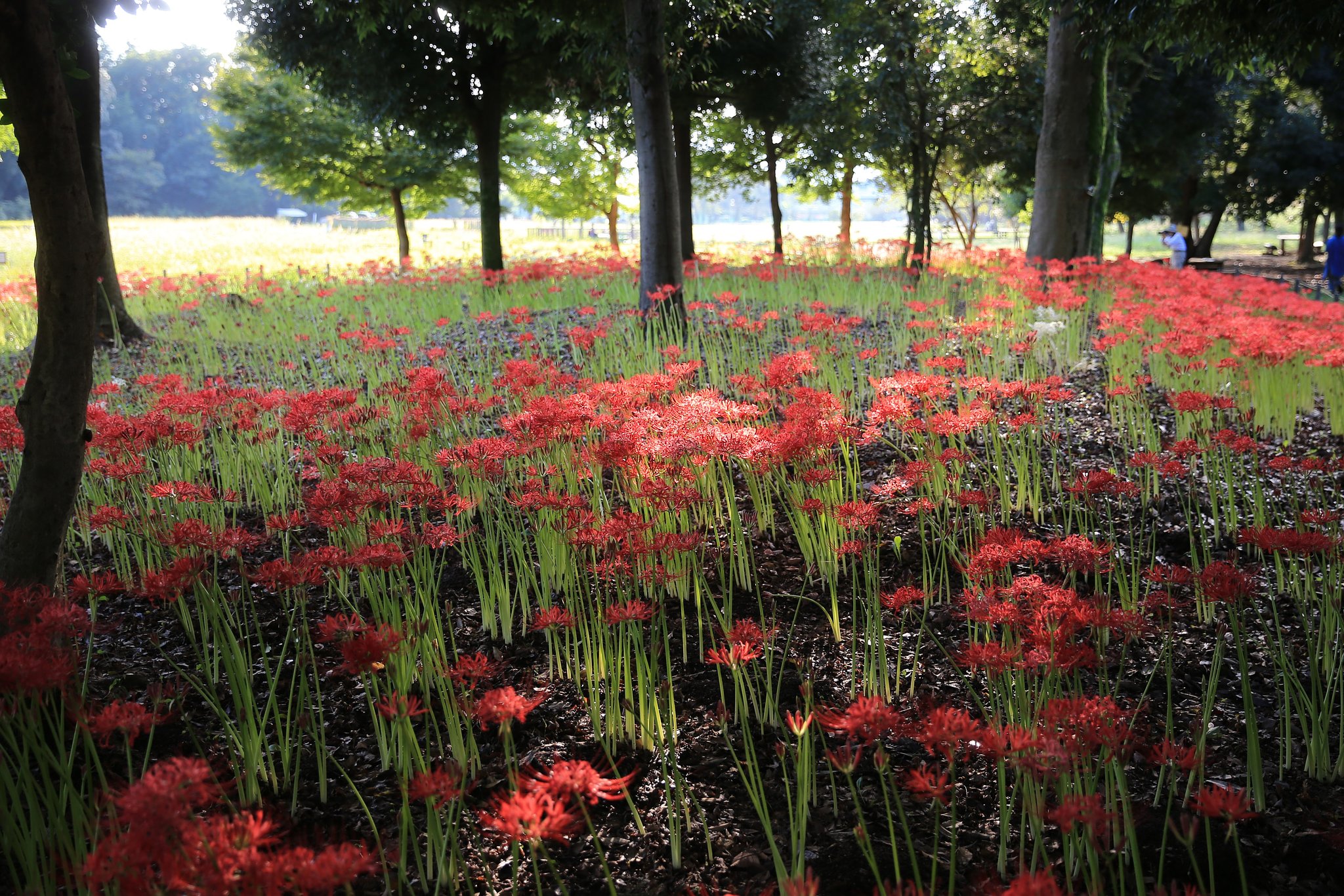 公園の曼珠沙華