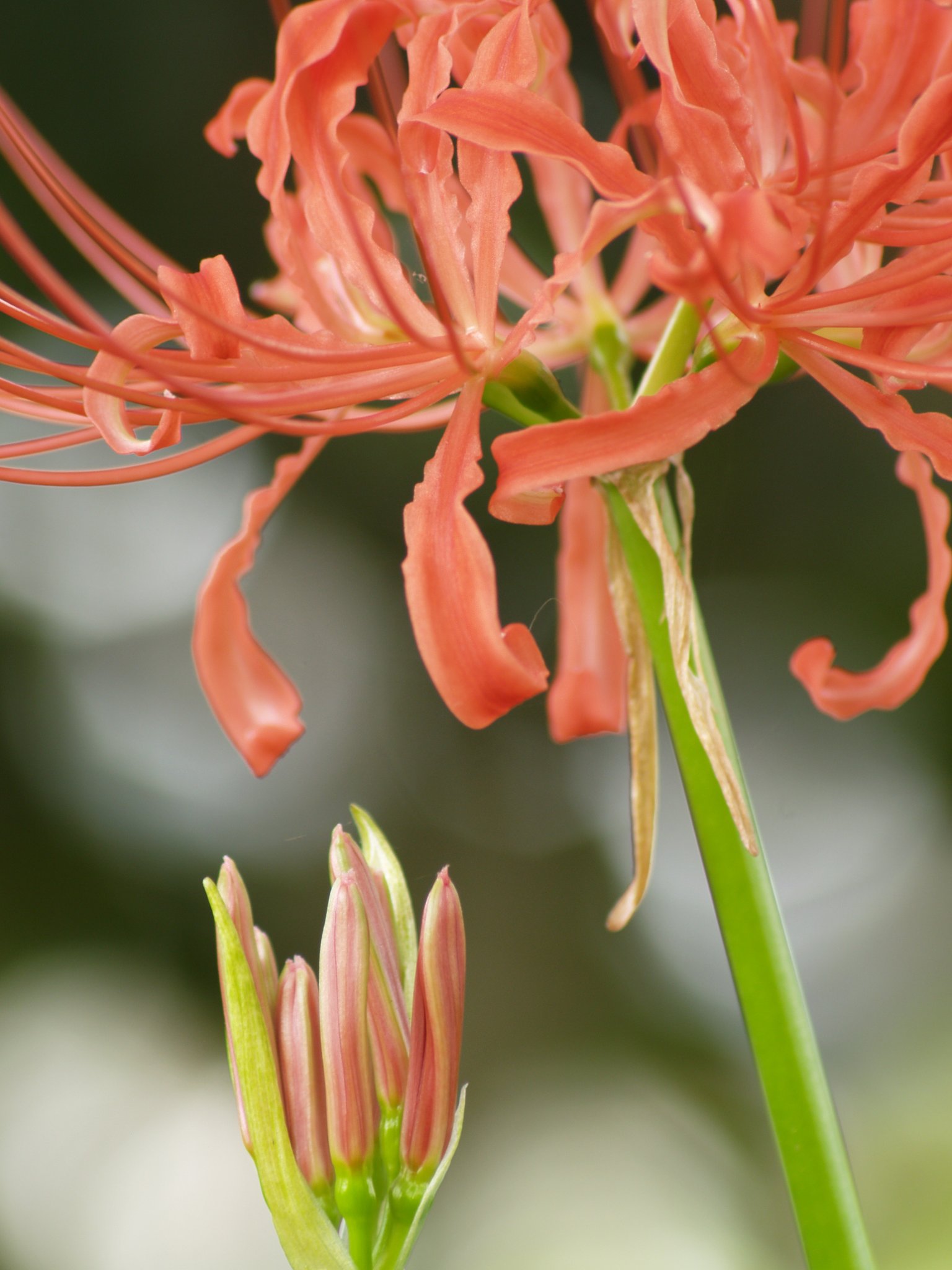 曼珠沙華