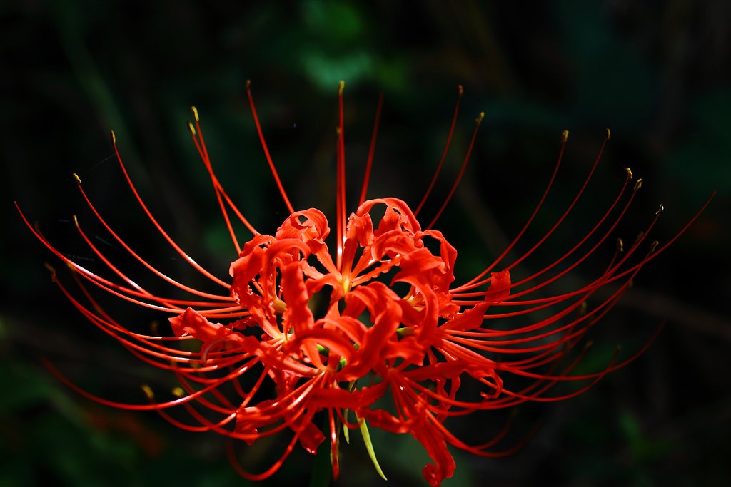 曼珠沙華