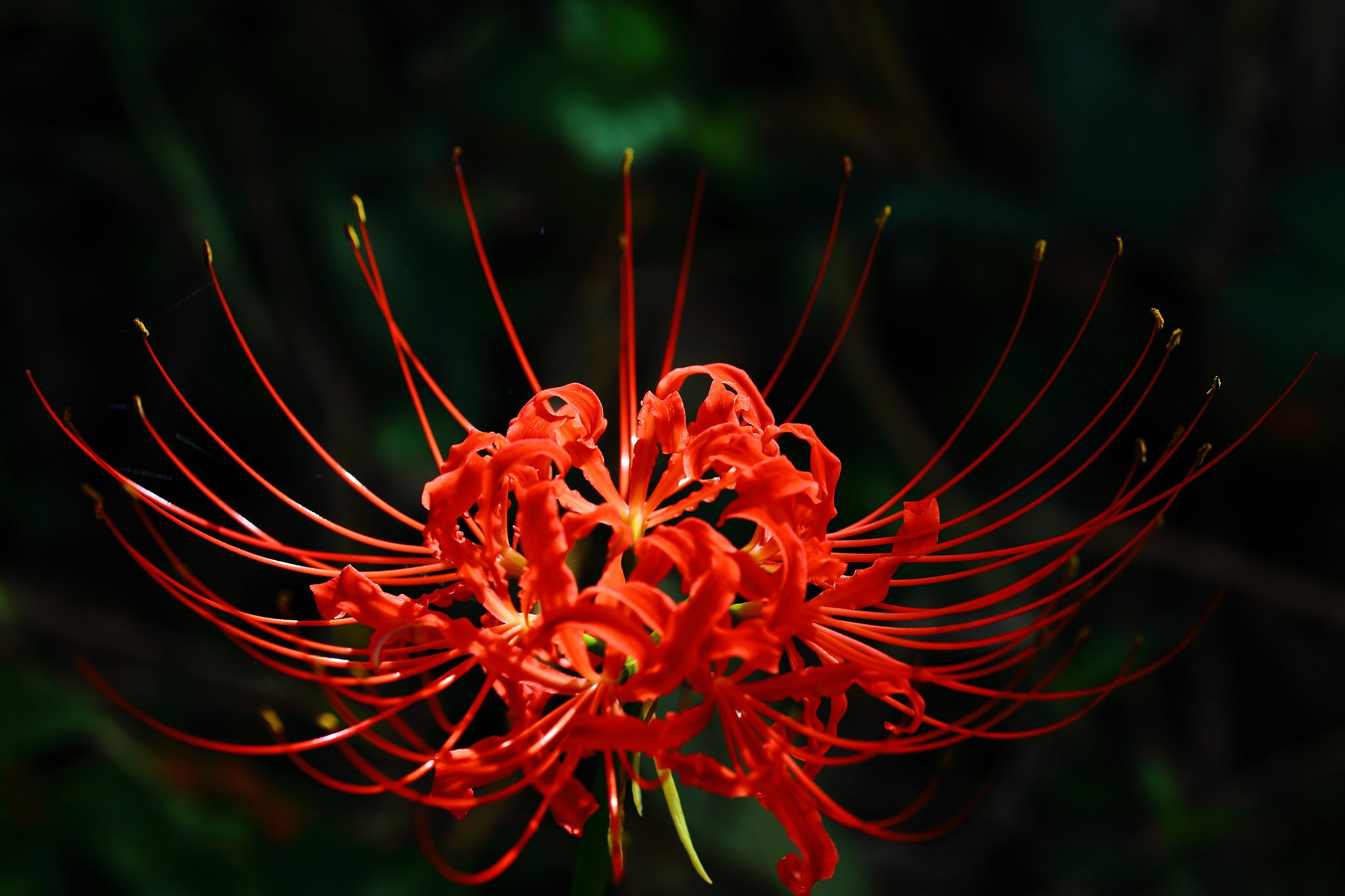 曼珠沙華