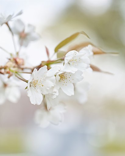 山桜