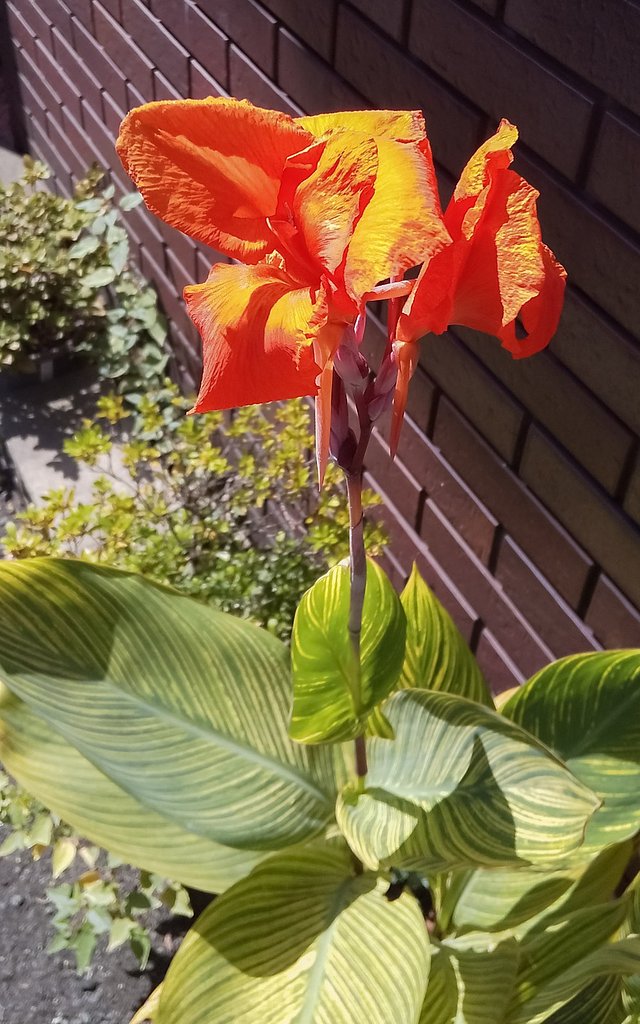 【酷暑】暑い花景色