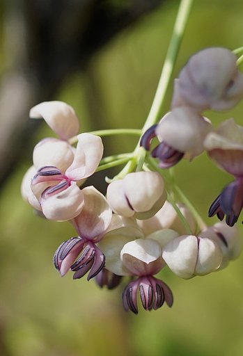 アケビの花