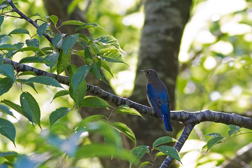 半分青い鳥