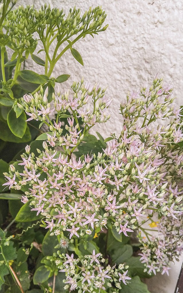 多肉の花