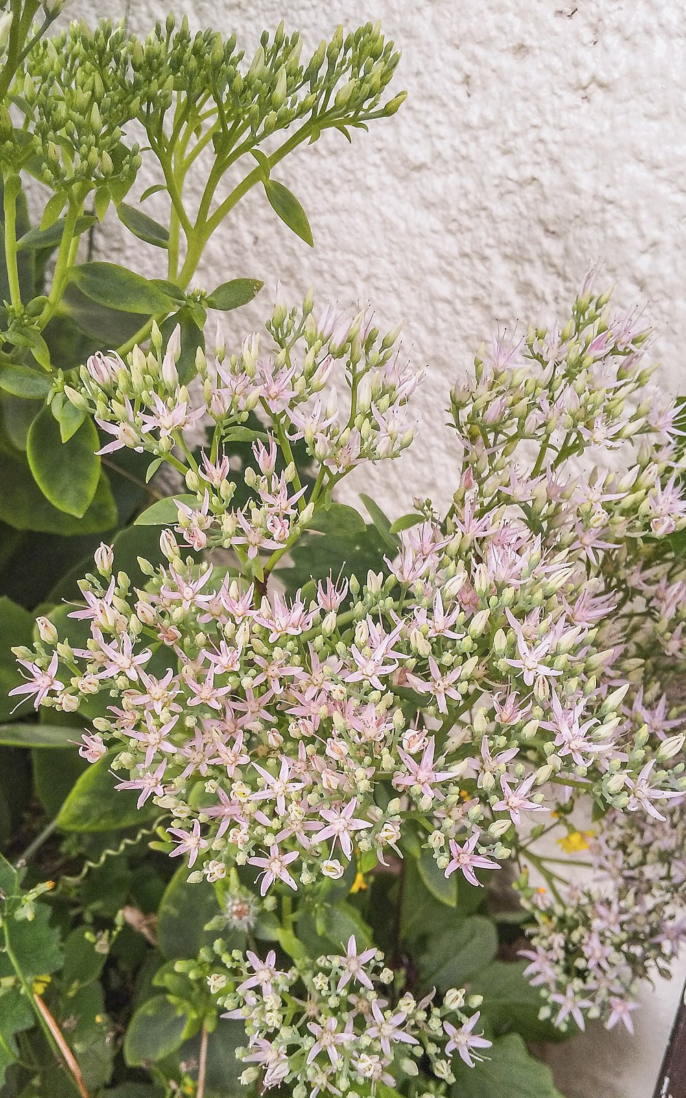 多肉の花