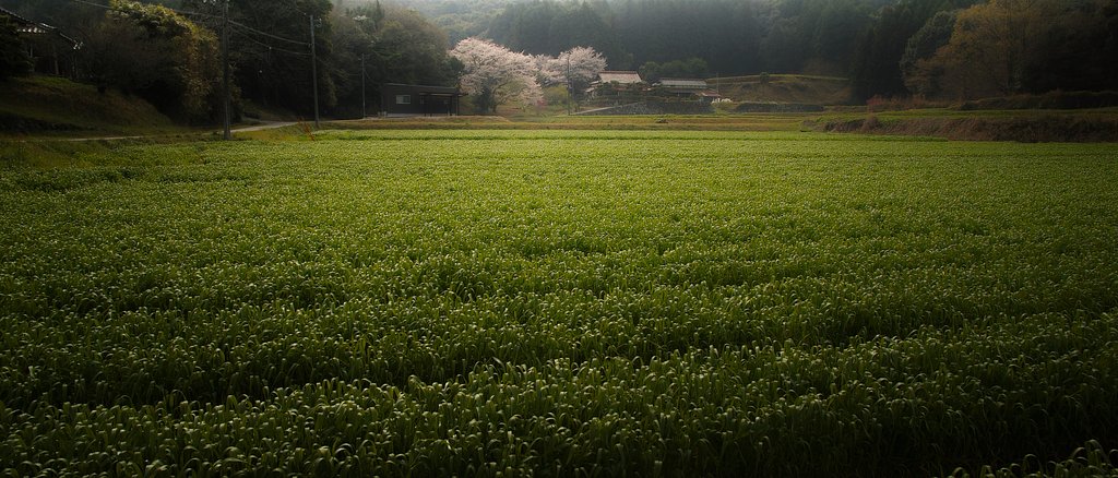桜