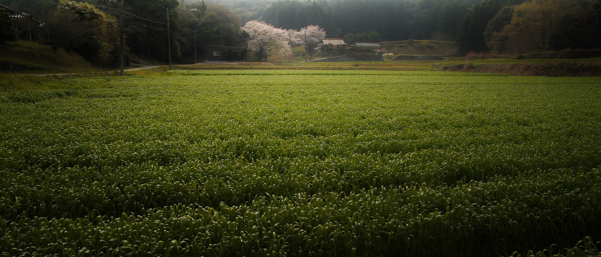 桜