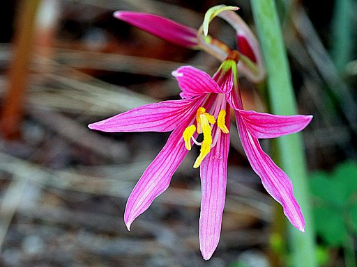 この花もリコリスかな？