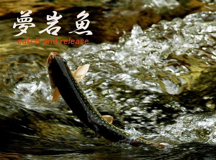 夢・岩魚