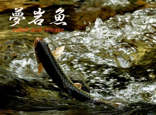 夢・岩魚