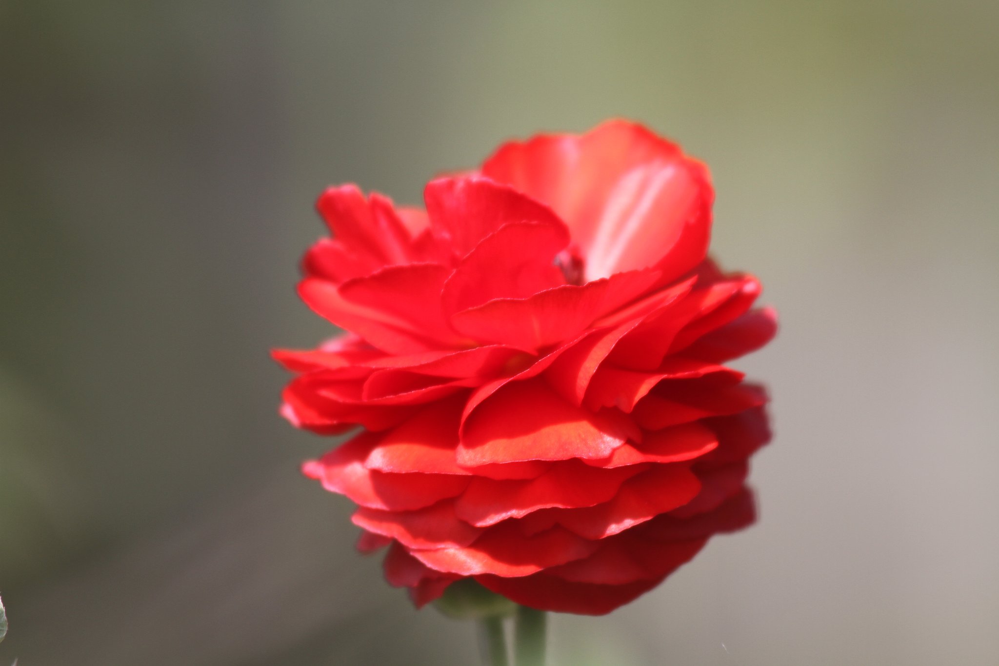 Canon EF100-300mmF5.6L