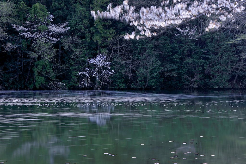 水面の役者・・・？