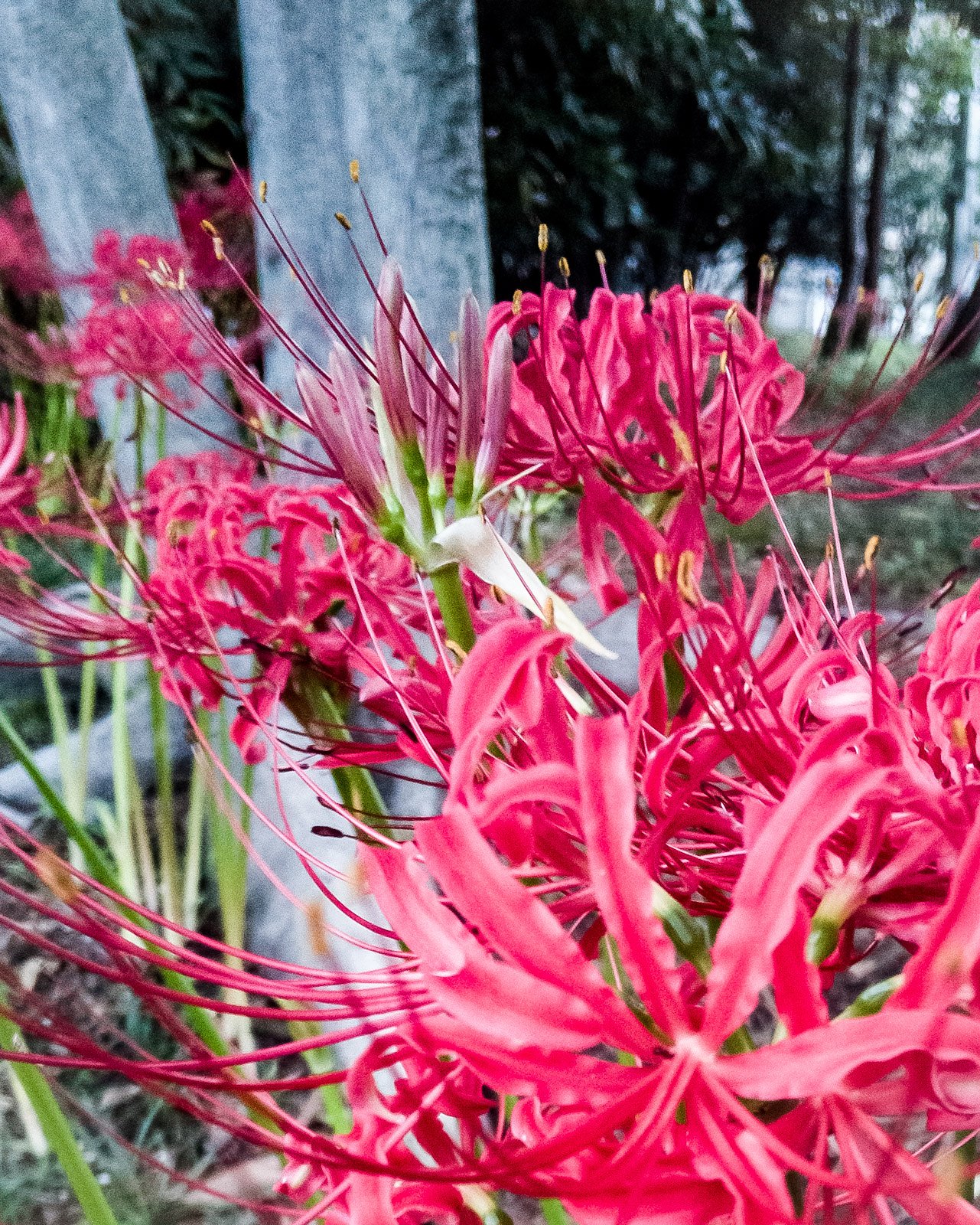 遅咲き彼岸花