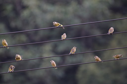 ドレミファ・カワラヒラ