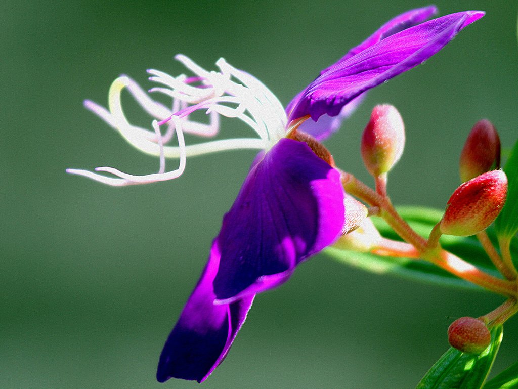 紫色の花