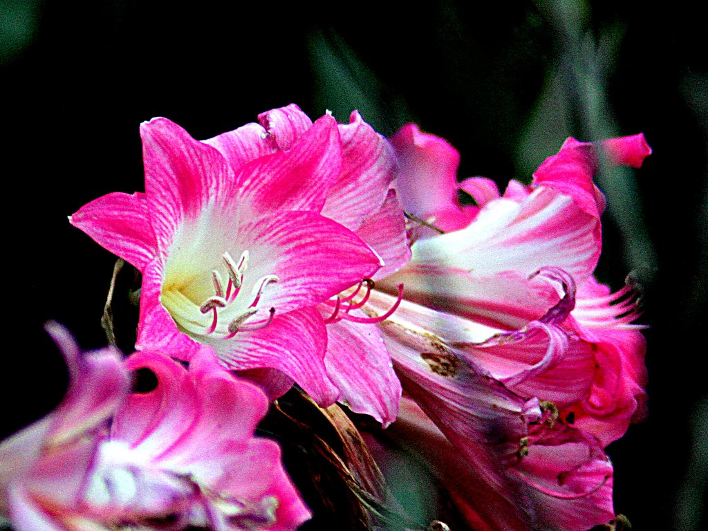 Tamron  LD  200-400mm-F5.6