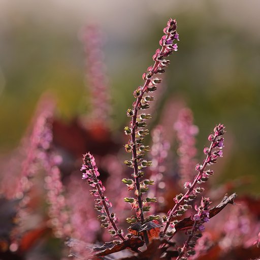 赤いシソの花と実