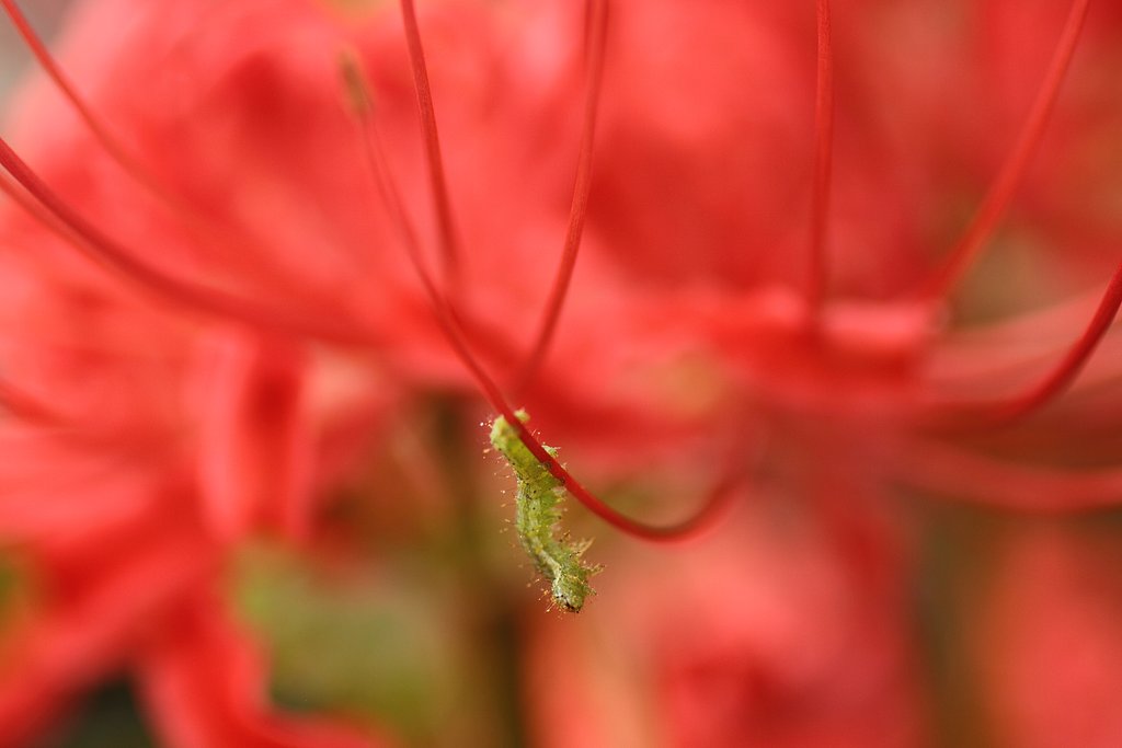 EF50mm f2.5 Compact Macro