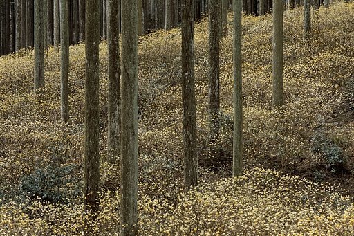 3月22日の写真