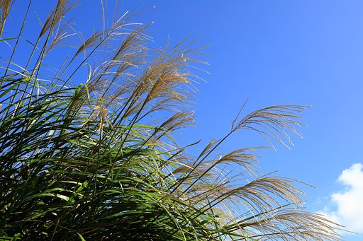 秋の空