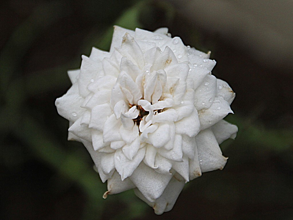 白い菊
