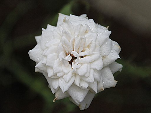 白い菊