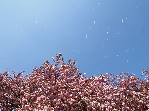 桜吹雪