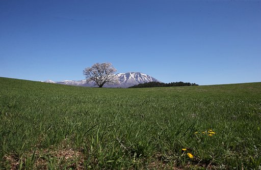 【どこでも空】小岩井の一本桜