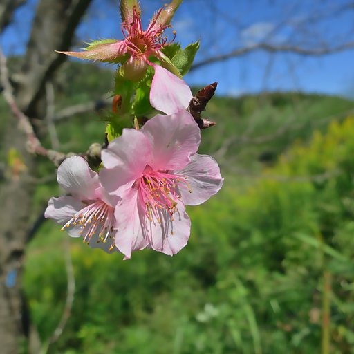 十月桜・冬桜・不断桜・四季桜・寒桜・小福桜