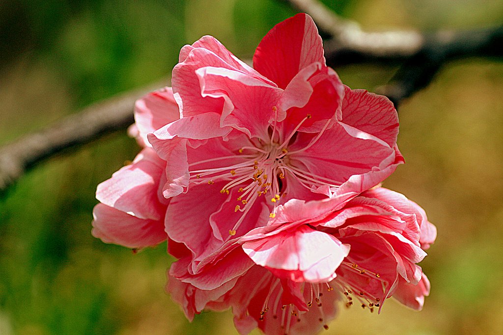 ピンクの梅の花