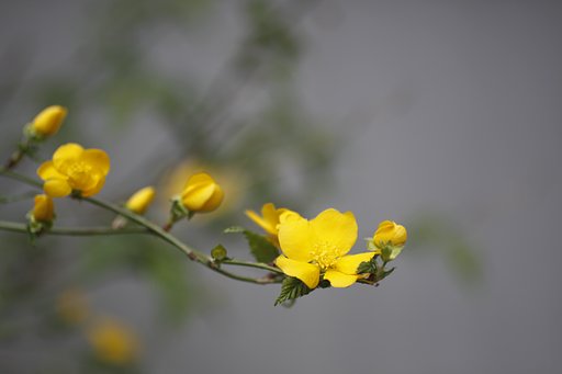 EF50mm f2.5 Compact Macro