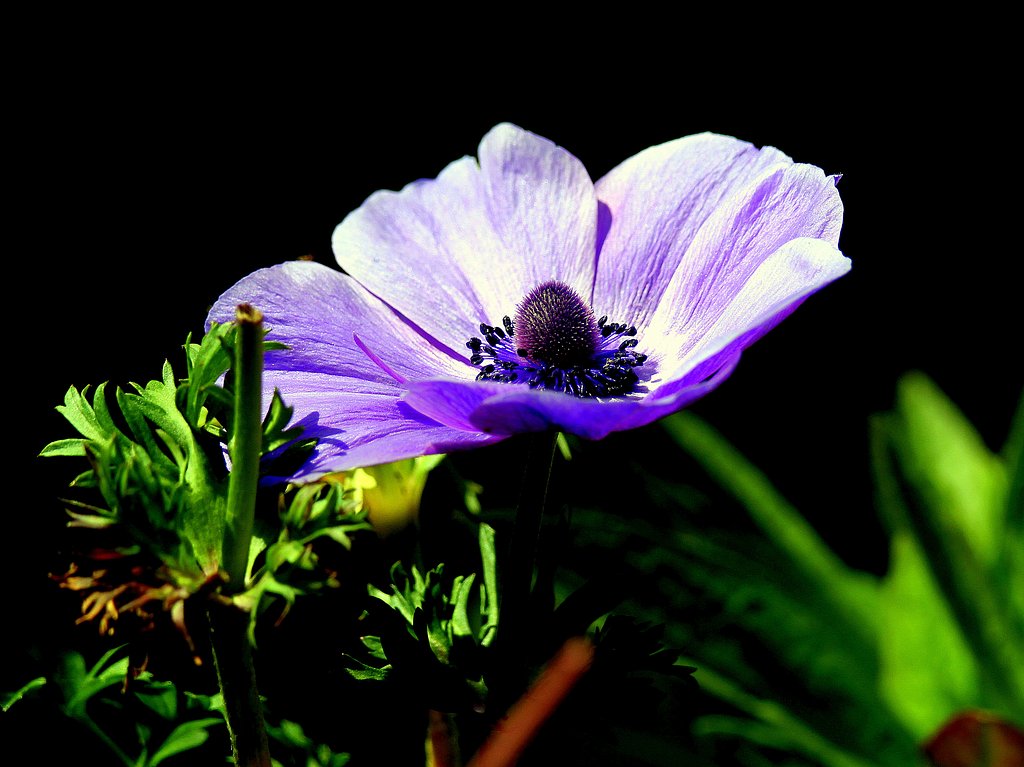 好みのアネモネ