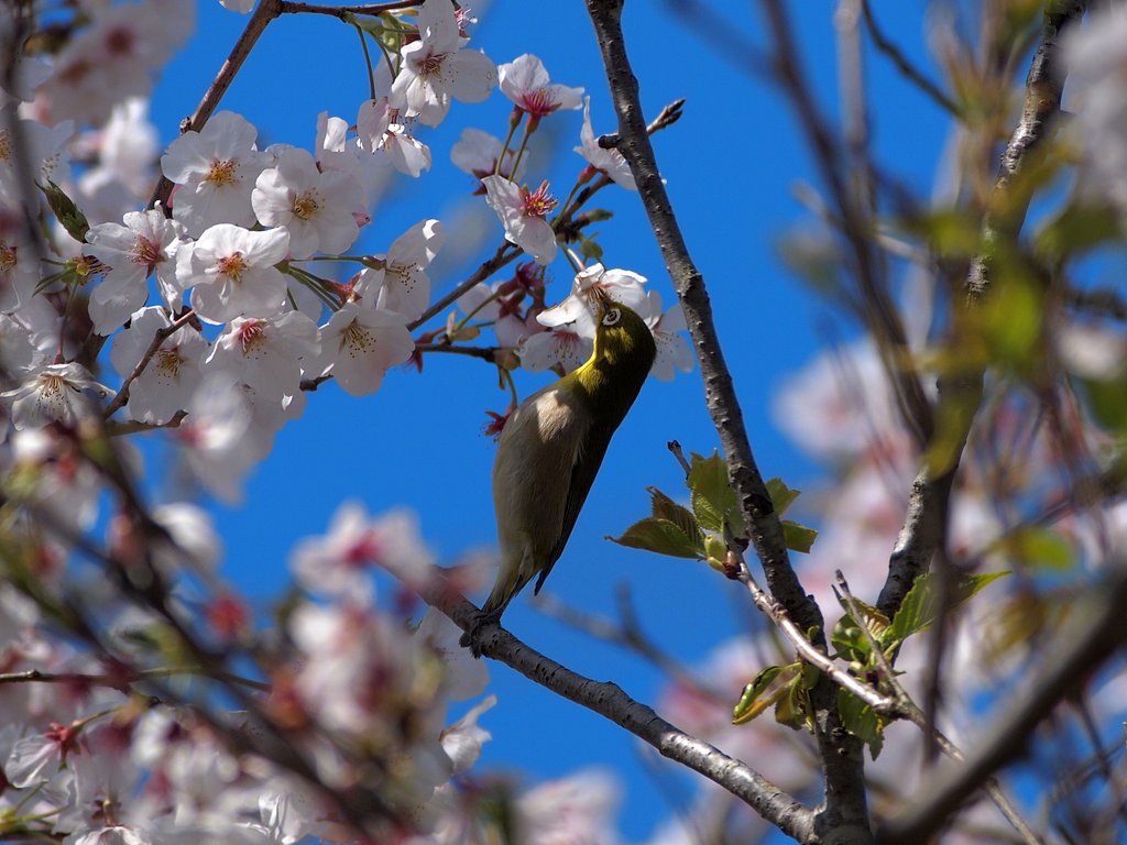 春暖、桜とともに