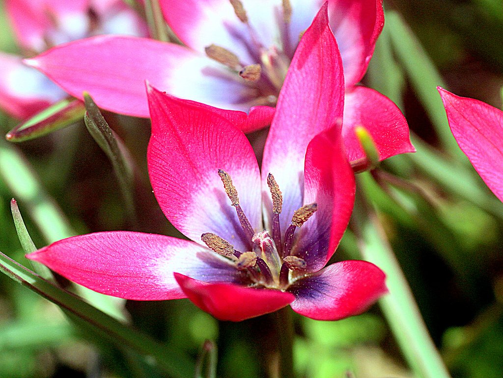 Tamron  90mm-F2.8 Macro 172E