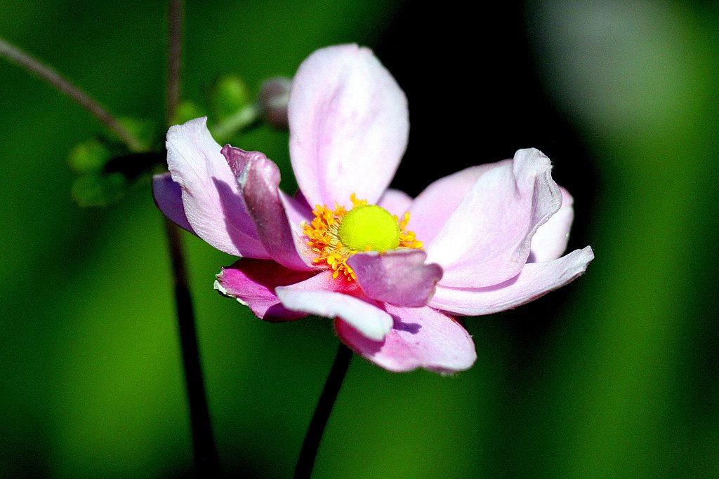 秋明菊ピンク