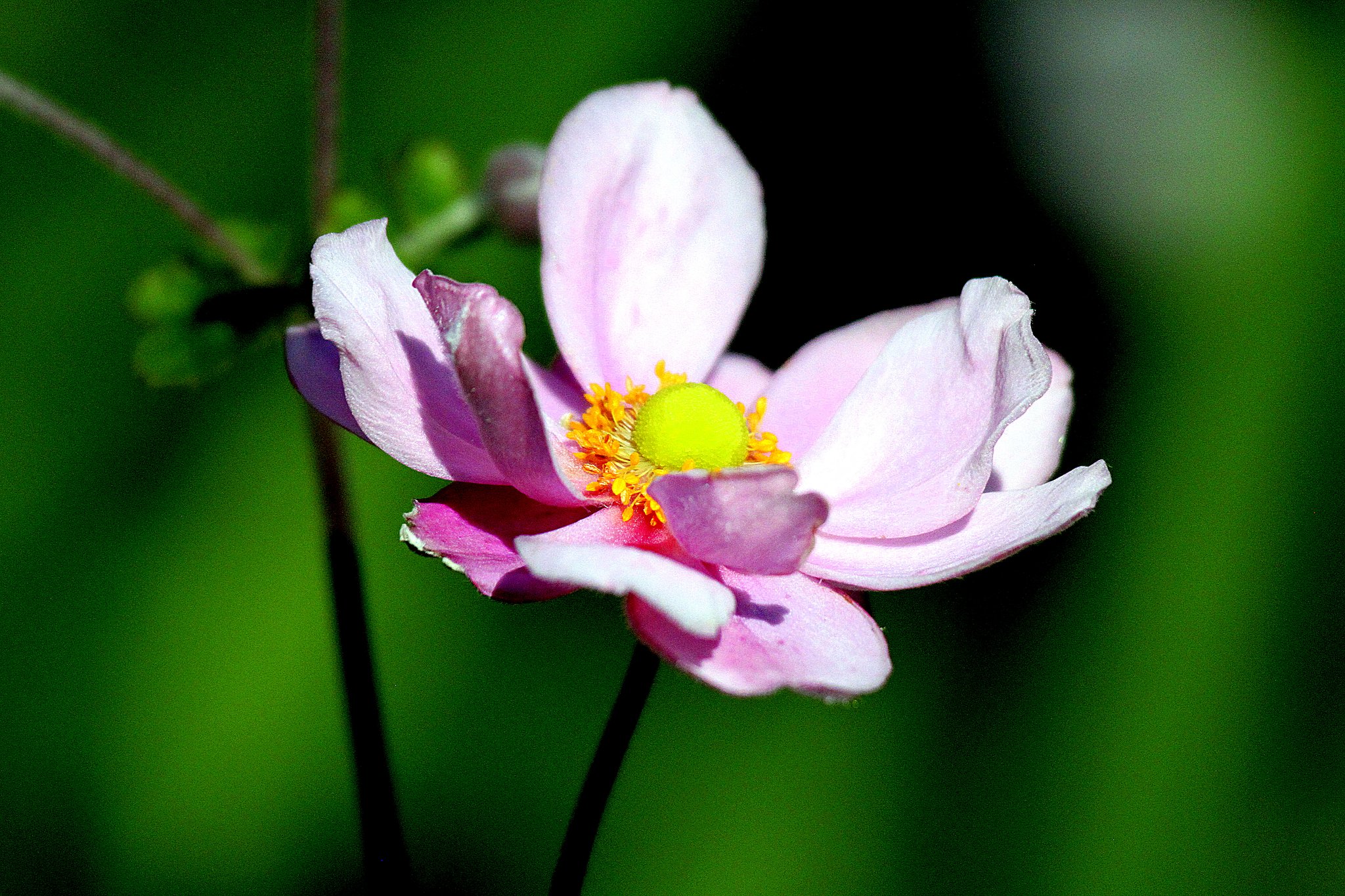 秋明菊ピンク