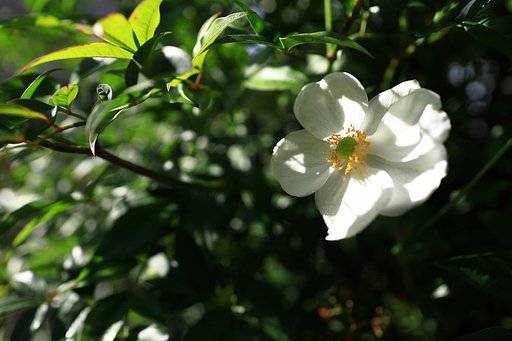 日陰の花