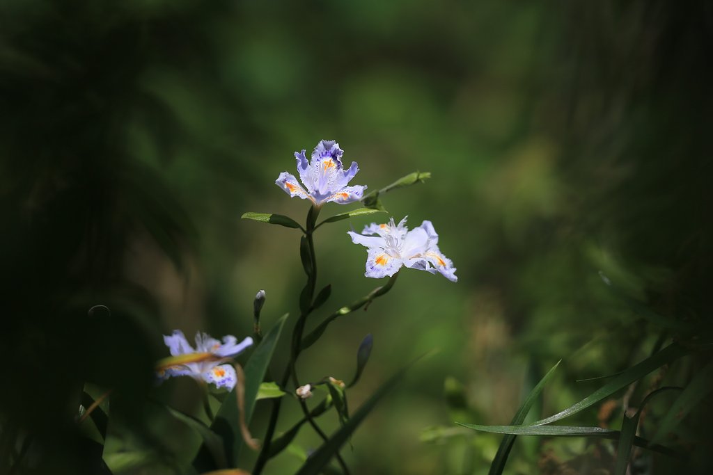 樹林の蔭で