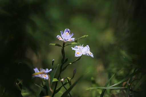 樹林の蔭で