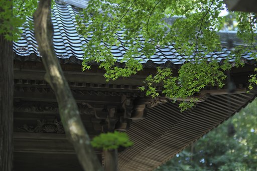 青もみじ