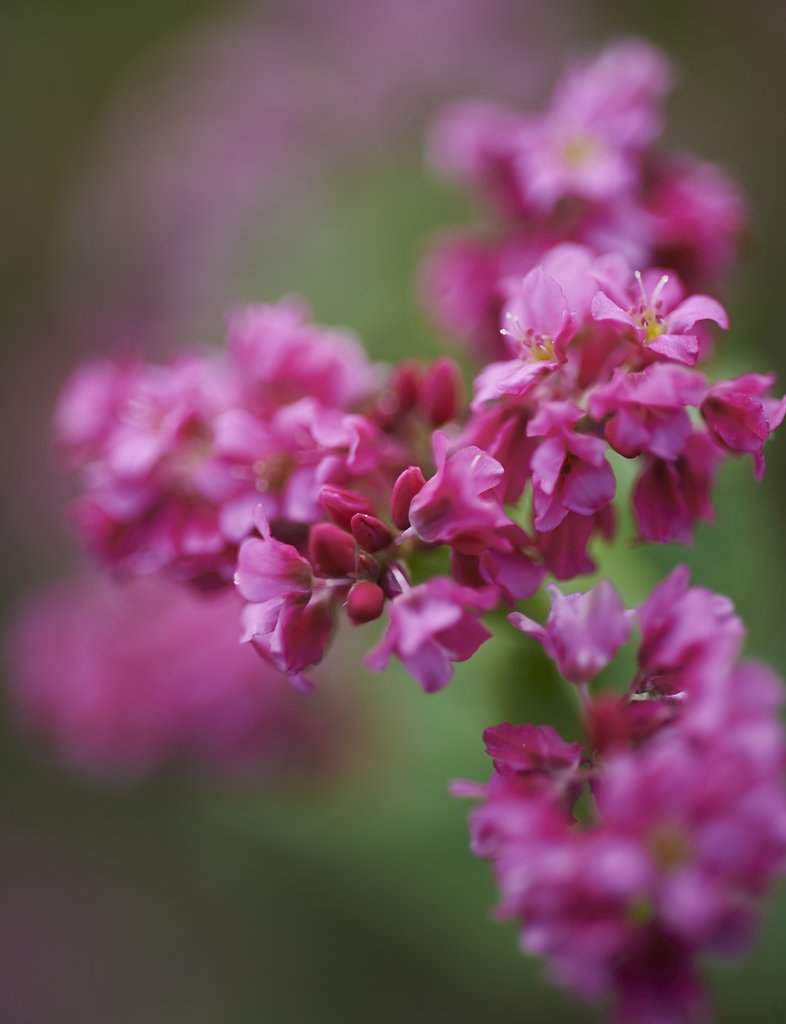 蕎麦の花