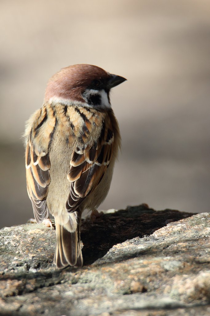 野鳥をポートレート的に撮る・スズメ
