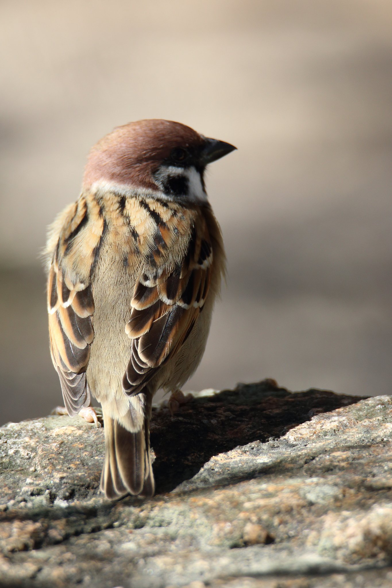 野鳥をポートレート的に撮る・スズメ