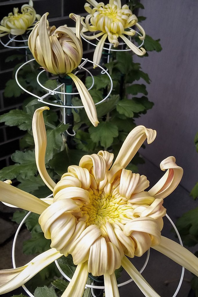 今朝の菊