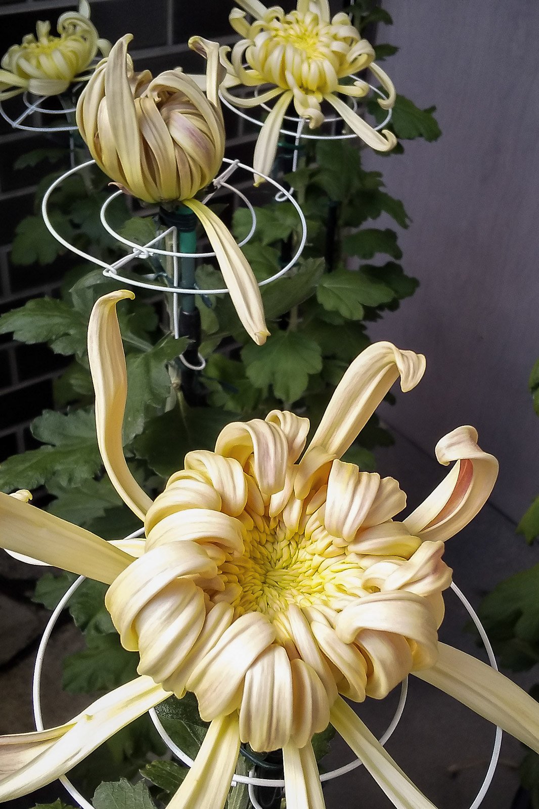 今朝の菊