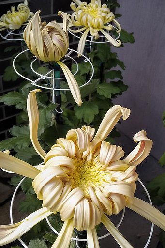 今朝の菊