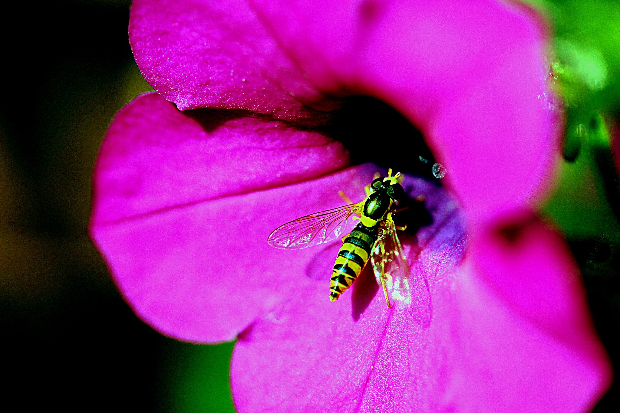 Canon  EF-S 60 F2.8 Macro　USM