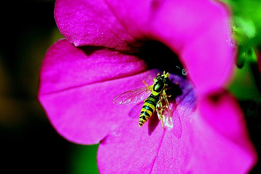 Canon  EF-S 60 F2.8 Macro　USM
